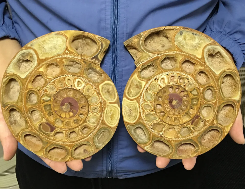 1350g AA++ Madagascar Rare Split Ammonite Fossil Specimen Shell Healing wedding souvenirs
1350g AA++ Madagascar Rare Split Ammonite Fossil Specimen Shell Healing wedding souvenirs