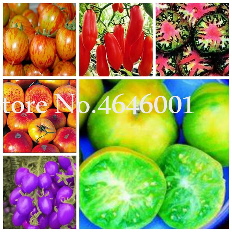 100pcs Greek tomato Bonsai Non-GMO sweet gardening potted plants Organic Heirloom plants Vegetables for home garden Easy to Grow
100pcs Greek tomato Bonsai Non-GMO sweet gardening potted plants Organic Heirloom plants Vegetables for home garden Easy to Grow