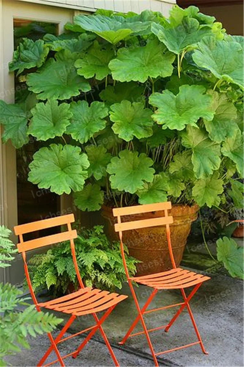 50 Pcs/Gunnera Manicata Bonsai Also Called Giant Rhubarb Bonsai Grow In Partial Shade Huge Leaves Outdoor Plant in Garden
50 Pcs/Gunnera Manicata Bonsai Also Called Giant Rhubarb Bonsai Grow In Partial Shade Huge Leaves Outdoor Plant in Garden