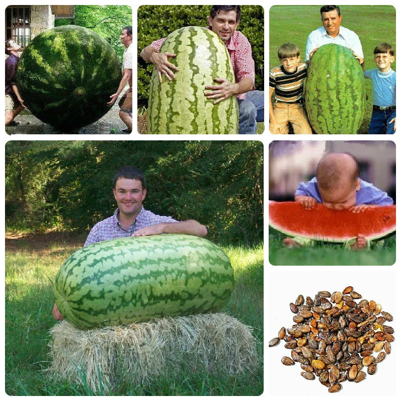 Fruit 50 pcs Giant Watermelon (up to 40kg) - HUGE melon very sweet fruit , Home gardening
Fruit 50 pcs Giant Watermelon (up to 40kg) - HUGE melon very sweet fruit , Home gardening
