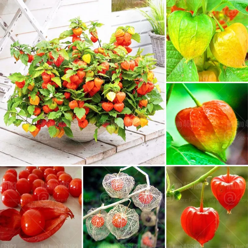 100pcs Physalis peruviana bonsai Cape gooseberry bonsai plants rare perennnial fruit and vegetable plant for home garden plants
100pcs Physalis peruviana bonsai Cape gooseberry bonsai plants rare perennnial fruit and vegetable plant for home garden plants
