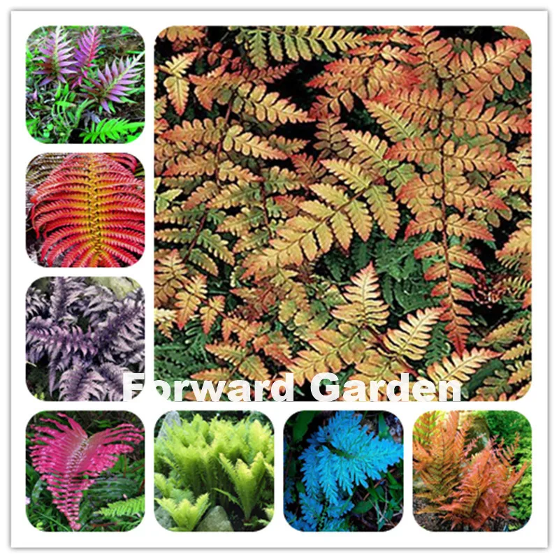 Free Shipping 100 Pcs Japanese Creeper Boston Fern Bonsai,Climbing Vines Grass Foliage Ornamental Perennial Herb Plant Bonsai
Free Shipping 100 Pcs Japanese Creeper Boston Fern Bonsai,Climbing Vines Grass Foliage Ornamental Perennial Herb Plant Bonsai