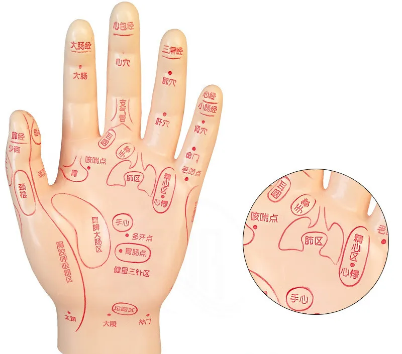 15cm Human Acupuncture Palm Model Hand Medical Model Meridian Acupoint Reflex Zone Massage Model Chinese Medical Teaching Models
15cm Human Acupuncture Palm Model Hand Medical Model Meridian Acupoint Reflex Zone Massage Model Chinese Medical Teaching Models