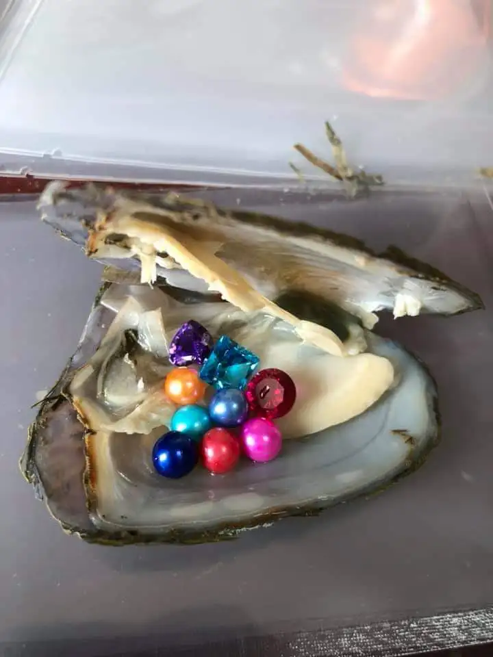 Beatuiful gems and pearls Oyster random colors gem and round pearl inside the Freshwater Akoya oyster mixed colors oyster N46
Beatuiful gems and pearls Oyster random colors gem and round pearl inside the Freshwater Akoya oyster mixed colors oyster N46