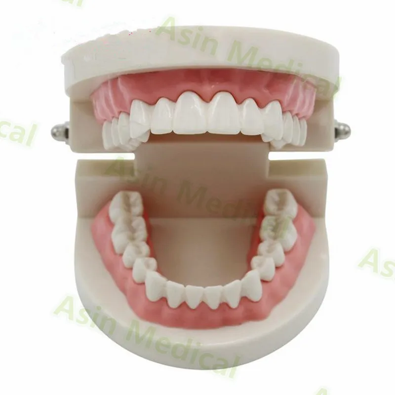 Dental Materials dental supplies oral instruments oral model Dental teaching model denture teeth model
Dental Materials dental supplies oral instruments oral model Dental teaching model denture teeth model