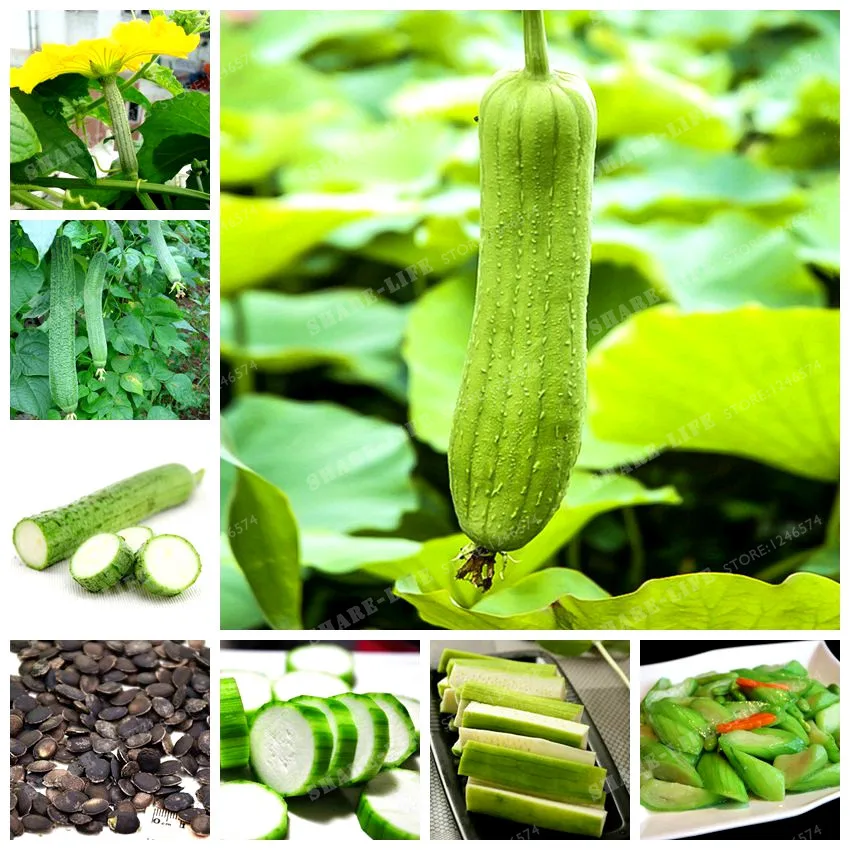 10pcs Rare Tasty Loofah Delicious Organic Bonsai Outdoor Perennial Sponge Gourd Potted Vegetable Plant For Garden Decor(si Gua)
10pcs Rare Tasty Loofah Delicious Organic Bonsai Outdoor Perennial Sponge Gourd Potted Vegetable Plant For Garden Decor(si Gua)