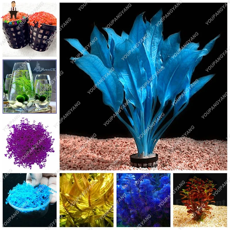 500Pcs Aquarium bonsai plants Water Grasses Decorative Landscaping New Turf planting Indoor for Home Garden
500Pcs Aquarium bonsai plants Water Grasses Decorative Landscaping New Turf planting Indoor for Home Garden
