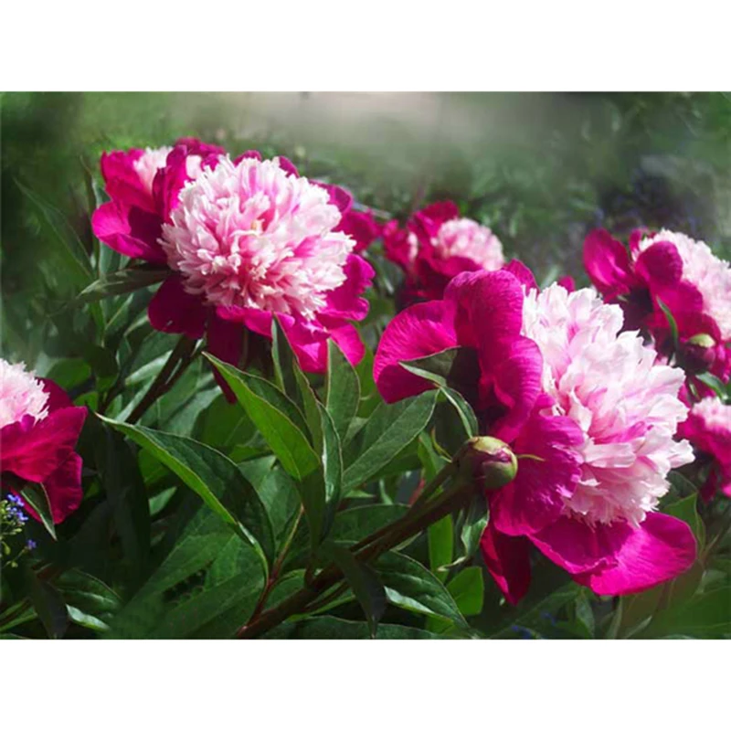 peony flower Diamond Embroidery Needlework Diy Diamond Painting Cross Stitch Kit 5D Rhinestone Home Decoration painting C705
peony flower Diamond Embroidery Needlework Diy Diamond Painting Cross Stitch Kit 5D Rhinestone Home Decoration painting C705