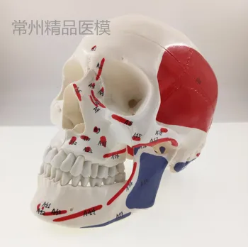 muscular skull model 1: 1 simulation of natural skull with color painting model starting and ending digital number
muscular skull model 1: 1 simulation of natural skull with color painting model starting and ending digital number