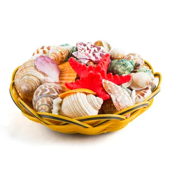 1-9cm 70pcs/lot Natural conch shells mini conch corn screw wall decoration DIY aquarium landscape seashells
1-9cm 70pcs/lot Natural conch shells mini conch corn screw wall decoration DIY aquarium landscape seashells