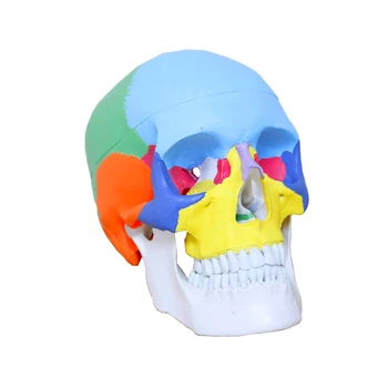 1:1 medical simulation skull model colored skull anatomical model medical teaching equipment
1:1 medical simulation skull model colored skull anatomical model medical teaching equipment