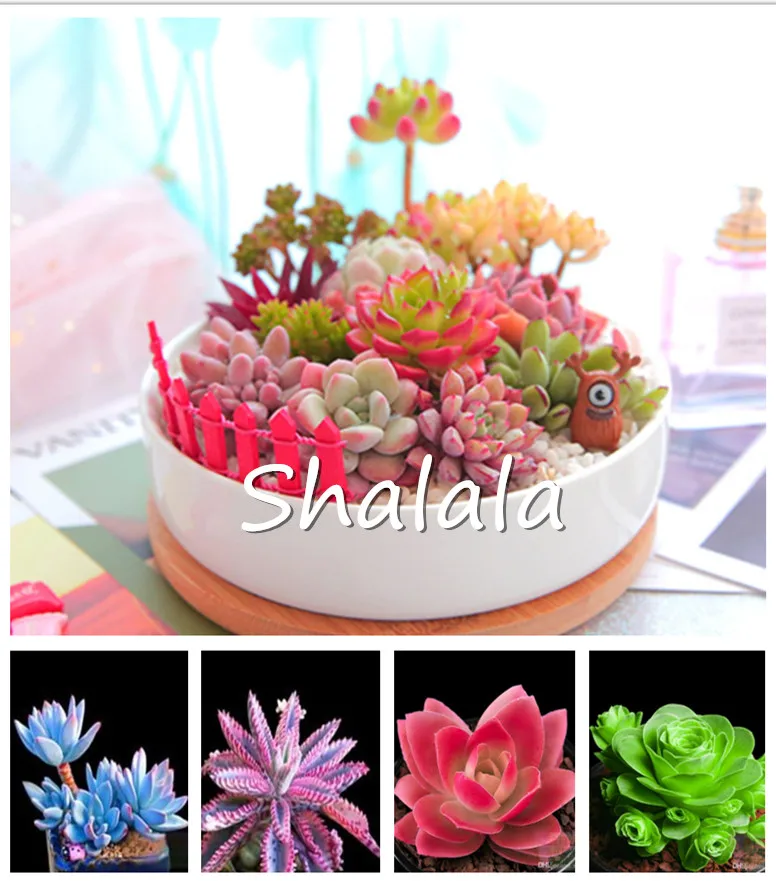 200pcs Exotic Mini Succulent Rare Succulent Perennial Herb Plants Bonsai Pot Flower Indoor for Garden Evergreen
200pcs Exotic Mini Succulent Rare Succulent Perennial Herb Plants Bonsai Pot Flower Indoor for Garden Evergreen