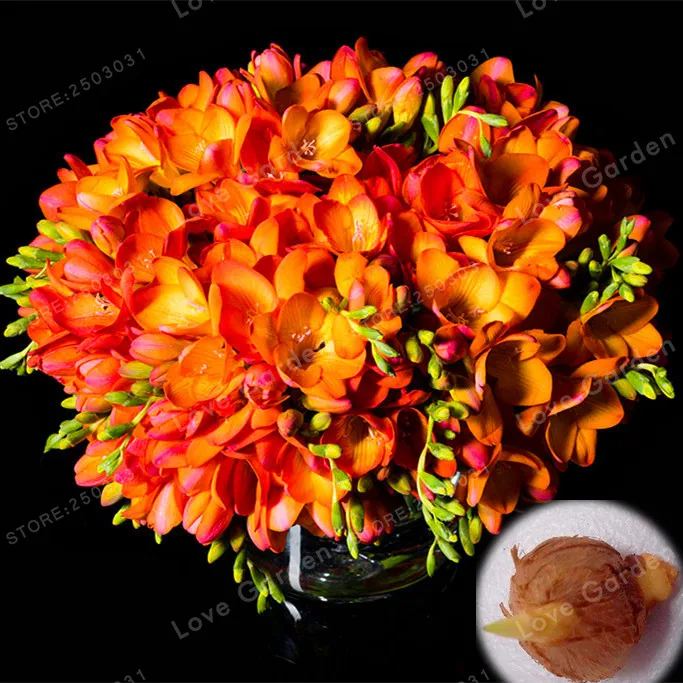 2 Bulbs True Freesia Bulbs Indoor Potted Flowers Orchids,Floral Quiet Home Garden Plant Flower Bulbs (It Is Not Seed)
2 Bulbs True Freesia Bulbs Indoor Potted Flowers Orchids,Floral Quiet Home Garden Plant Flower Bulbs (It Is Not Seed)