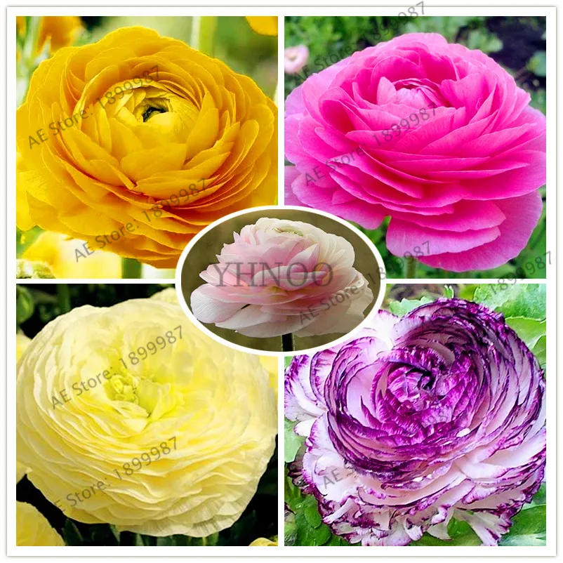 50pcs/bag Ranunculus Asiaticus Plantas,beautiful bonsai plant for home and garden DIY Plants Persian Buttercup Flores
50pcs/bag Ranunculus Asiaticus Plantas,beautiful bonsai plant for home and garden DIY Plants Persian Buttercup Flores