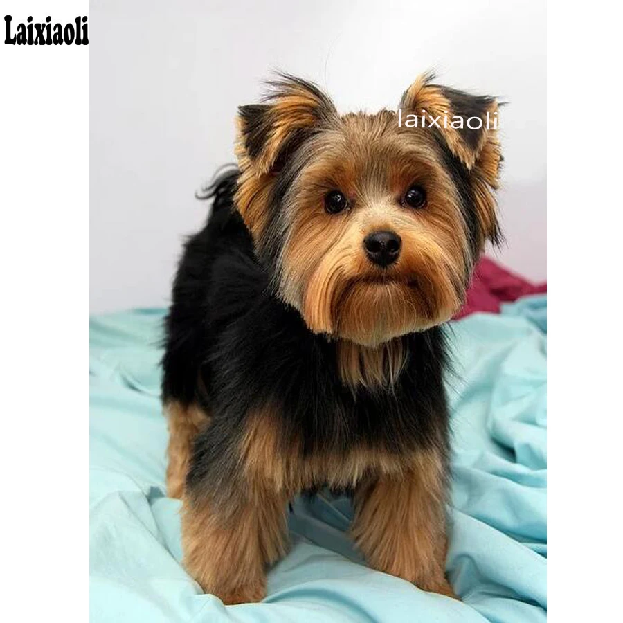Yorkshire Terrier diamond Embroidery sale pet dog 5d square/Round Diamond Painting diamond mosaic 3d Picture Of Rhinestone decor
Yorkshire Terrier diamond Embroidery sale pet dog 5d square/Round Diamond Painting diamond mosaic 3d Picture Of Rhinestone decor