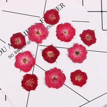 Natural Dried rose flower Combination DIY Pressed Herbarium Decorative Crafts Filler Jewelry Making Handmade Material Package
Natural Dried rose flower Combination DIY Pressed Herbarium Decorative Crafts Filler Jewelry Making Handmade Material Package