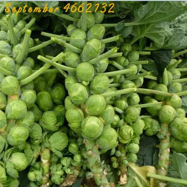 limited activity 100pcs Brussels sprouts cabbage cabbage four seasons sowing garden balcony potted Green vegetable bonsai
limited activity 100pcs Brussels sprouts cabbage cabbage four seasons sowing garden balcony potted Green vegetable bonsai