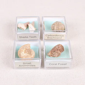 1PC Fossil Paleontology Marine Magnifying Glass Mineral Fossil Specimen Box Sha Fish Snail Fish Animal And Plant Fossil
1PC Fossil Paleontology Marine Magnifying Glass Mineral Fossil Specimen Box Sha Fish Snail Fish Animal And Plant Fossil