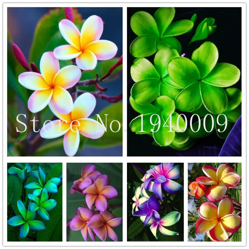 100 Pcs Home Garden Frangipani Mixed Color Plumeria Rubra Flower Bonsai Decoration Romance Egg Flowers Bonsai Plant Home Garden
100 Pcs Home Garden Frangipani Mixed Color Plumeria Rubra Flower Bonsai Decoration Romance Egg Flowers Bonsai Plant Home Garden