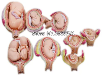 8 Pcs Human Anatomical Embryonic Development Medical Model Nurse Study Training Medical Anatomy Model 
8 Pcs Human Anatomical Embryonic Development Medical Model Nurse Study Training Medical Anatomy Model