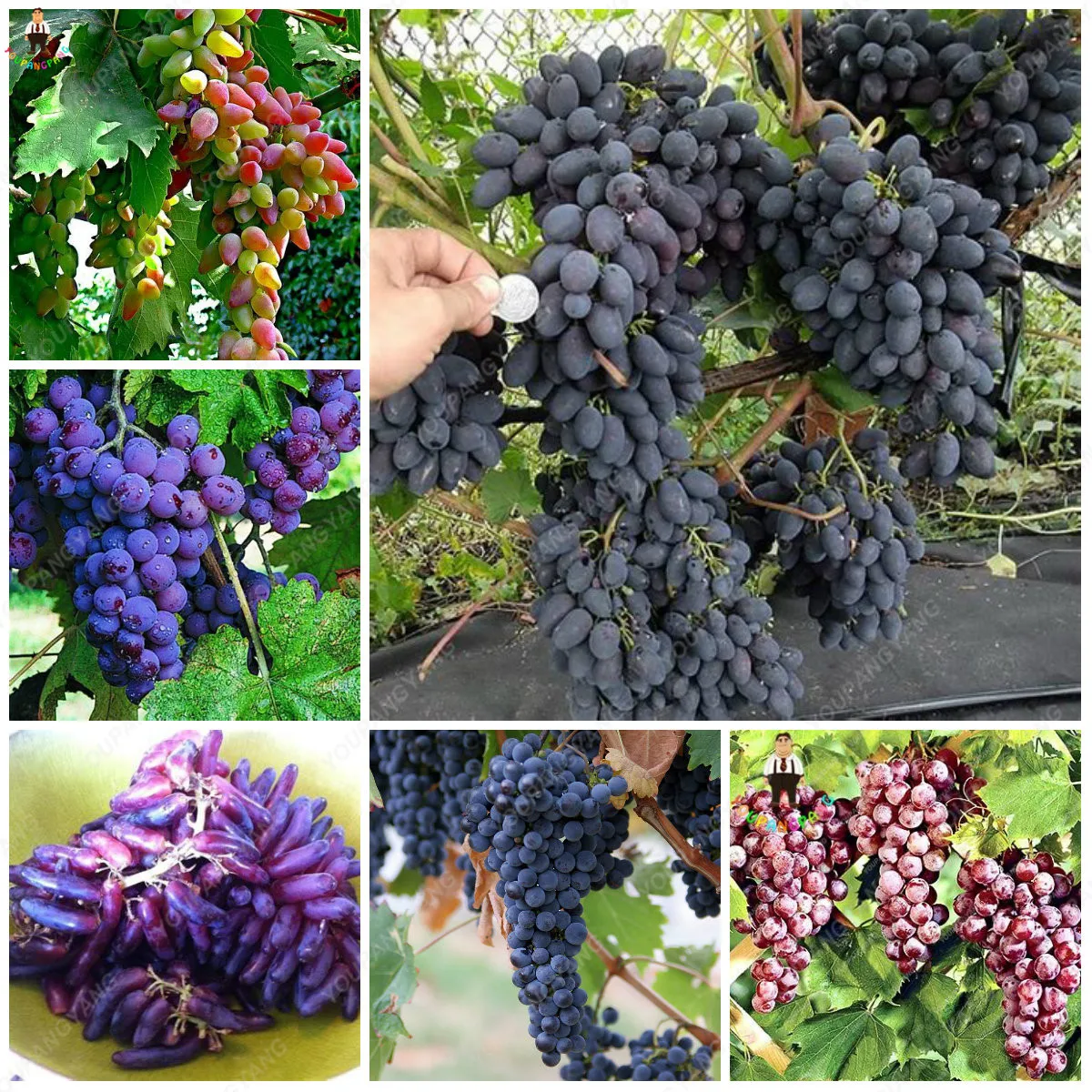 100pcs Grape Bonsai plantas Dwarf grape tree Perennial indoor fruit potted plants for home garden decoration
100pcs Grape Bonsai plantas Dwarf grape tree Perennial indoor fruit potted plants for home garden decoration