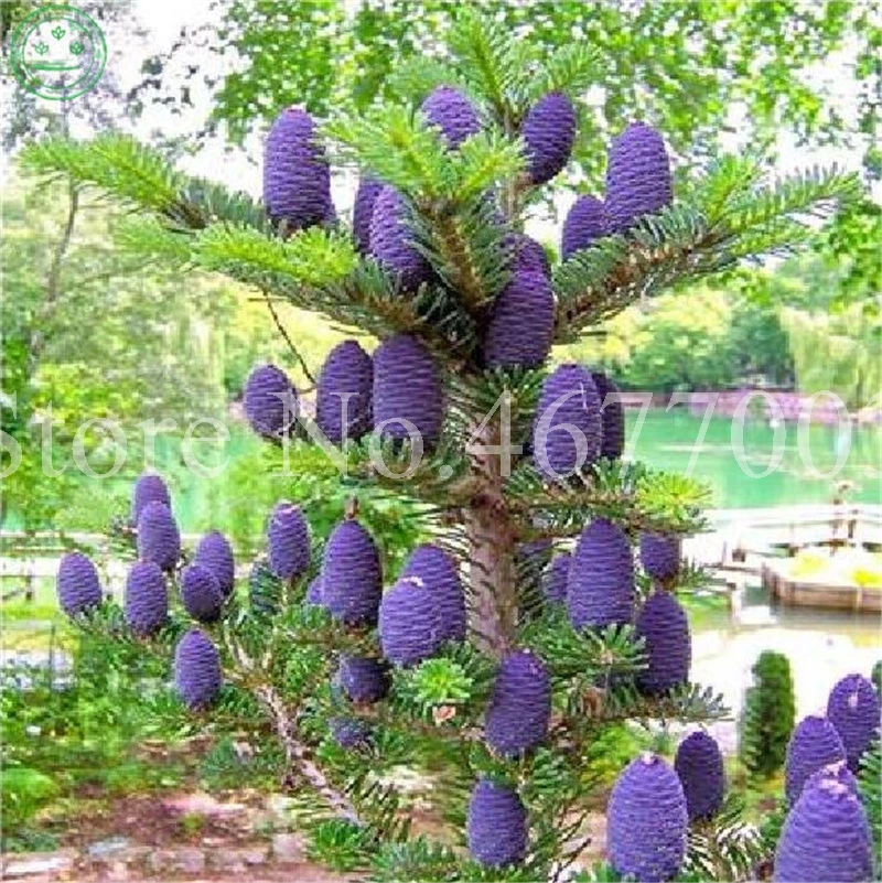 100 Pcs/ lot Rare Korean Fir Tree Bonsai Exotic Abies Koreana Plant Perennial Evergreen Pot Plant DIY Home Garden Plant Pot
100 Pcs/ lot Rare Korean Fir Tree Bonsai Exotic Abies Koreana Plant Perennial Evergreen Pot Plant DIY Home Garden Plant Pot