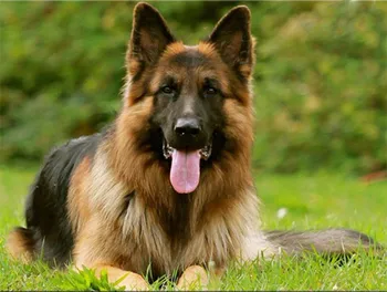 5D DIY Diamond Embroidery,Animal German Shepherd Dog Pet customization Diamond Painting,Cross Stitch,3D,Diamond Mosaic,Christmas
5D DIY Diamond Embroidery,Animal German Shepherd Dog Pet customization Diamond Painting,Cross Stitch,3D,Diamond Mosaic,Christmas