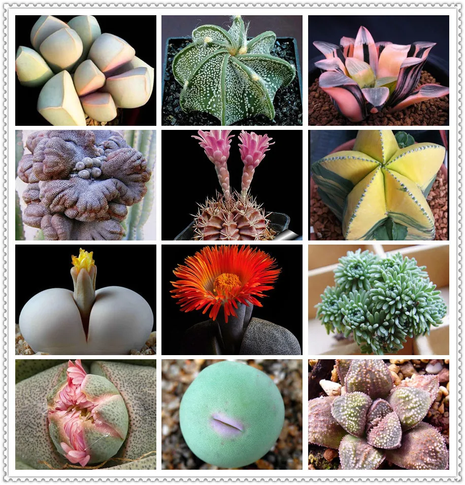 120 Pcs Mixed Succulent Bonsai Rare Lithops Bonsai Flower Succulent Plants Cactus Diy Indoor Pots Plants Flowers For Home Garden
120 Pcs Mixed Succulent Bonsai Rare Lithops Bonsai Flower Succulent Plants Cactus Diy Indoor Pots Plants Flowers For Home Garden