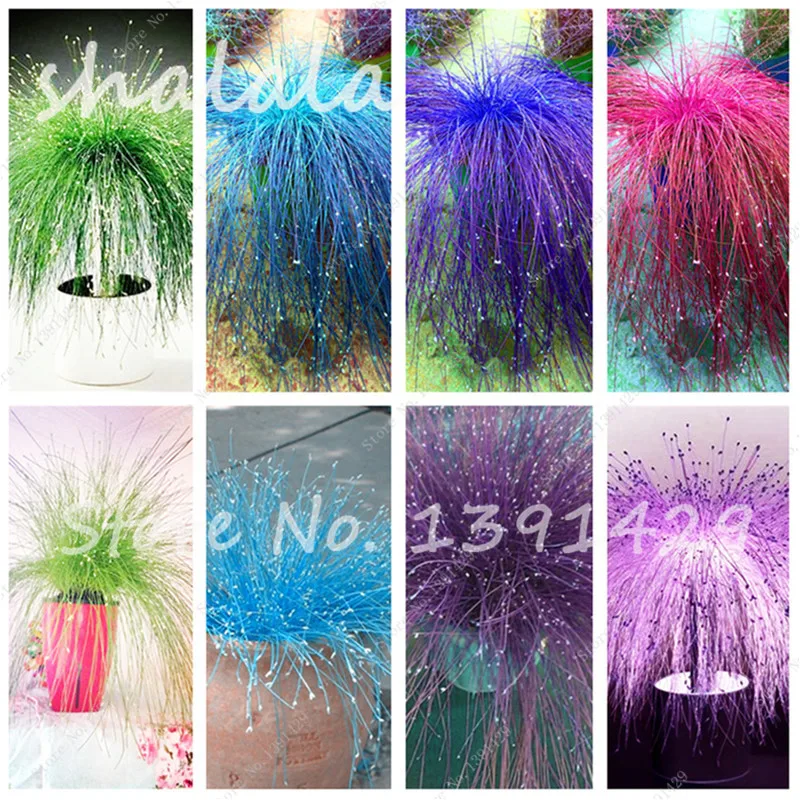 Image 200 pcs Multi Color Garden Ornamental Grass Seeds Beautiful Grass Seeds, Bonsai Seeds, Natural Growth,The Germination Rate 95%