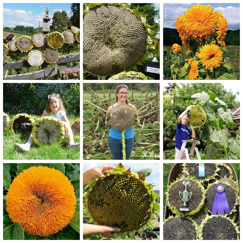 30 pcs/ bag Giant Sunflower Outdoor & Indoor Novel Bonsai Potted Helianthus Annuus Flower Plant for Mini Garden Flower Pot Decor
30 pcs/ bag Giant Sunflower Outdoor & Indoor Novel Bonsai Potted Helianthus Annuus Flower Plant for Mini Garden Flower Pot Decor