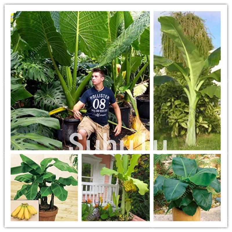 50 Pcs Dwarf Mini Banana Bonsai Tree Tropical Sweet Nutritious Food Fruit Balcony Flower For Home Plant Germination Rate 95% +
50 Pcs Dwarf Mini Banana Bonsai Tree Tropical Sweet Nutritious Food Fruit Balcony Flower For Home Plant Germination Rate 95% +