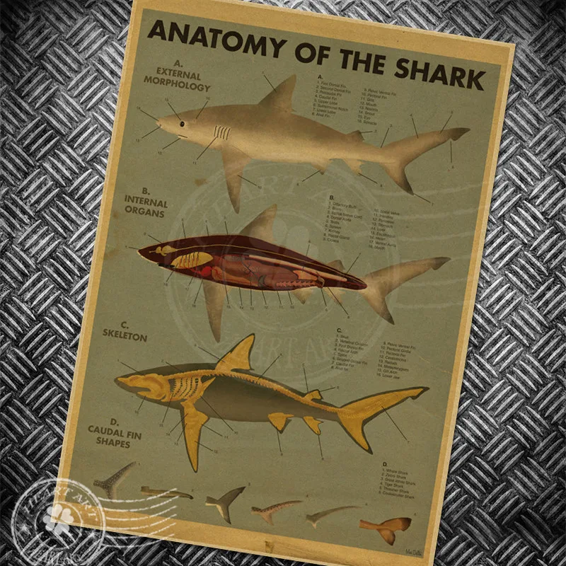 Vintage paper poster FISH SHARK CHART retro painting wall sticker print and picture classic wallpaper home deocration 42x30cm
Vintage paper poster FISH SHARK CHART retro painting wall sticker print and picture classic wallpaper home deocration 42x30cm