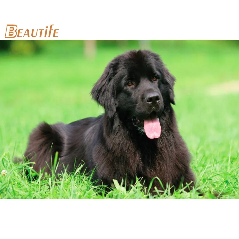 Hot Sale Custom Newfoundland dog Poster Home Decoration Fashion Silk Fabric Wall Poster Custom Poster
Hot Sale Custom Newfoundland dog Poster Home Decoration Fashion Silk Fabric Wall Poster Custom Poster