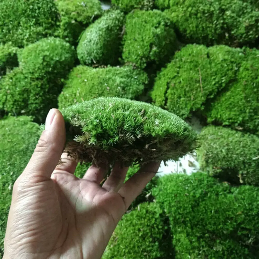 Creative Microlandscape Moss Fish Tank Aquarium Decoration Ornament Living Plants DIY Decor Supplies
Creative Microlandscape Moss Fish Tank Aquarium Decoration Ornament Living Plants DIY Decor Supplies