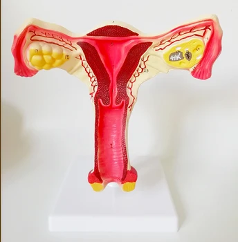 Pathology Ovary Model The Model of Uterus The Genital Anatomy The Family Planning Medical Anatomy Model with Numbers 18X15X25CM
Pathology Ovary Model The Model of Uterus The Genital Anatomy The Family Planning Medical Anatomy Model with Numbers 18X15X25CM