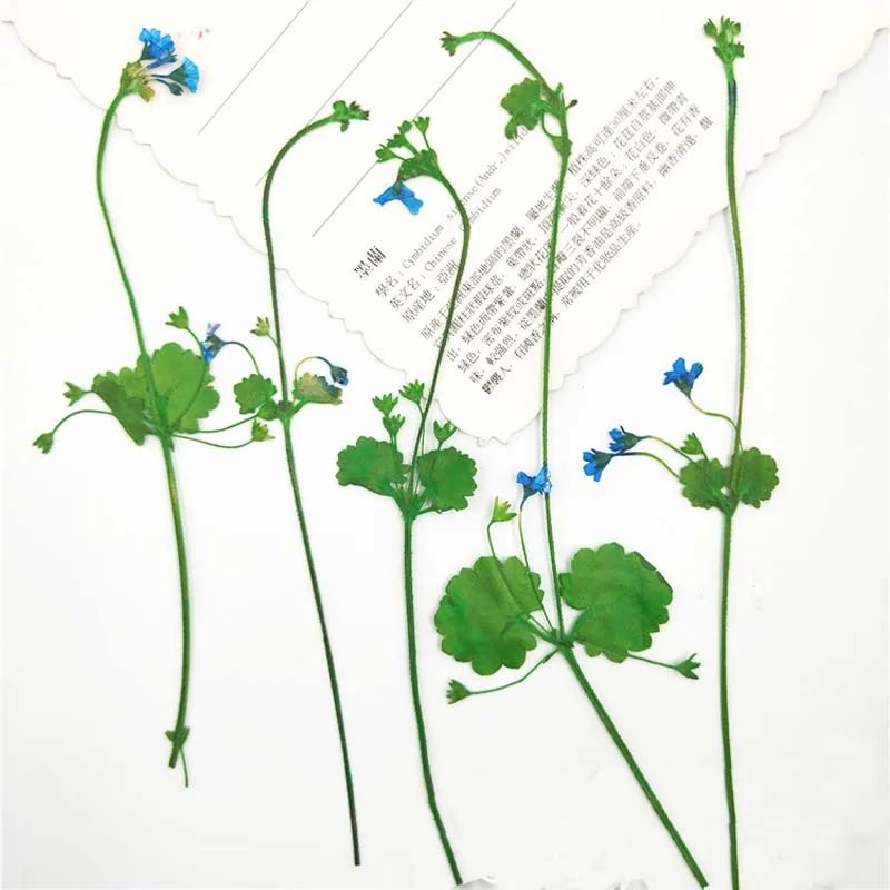 Small Decorative Dry Plum Blossom Branches,DIY Natural Dried Pressed Flowers Grass Craft For resin jewellery,Dress Decoration
Small Decorative Dry Plum Blossom Branches,DIY Natural Dried Pressed Flowers Grass Craft For resin jewellery,Dress Decoration