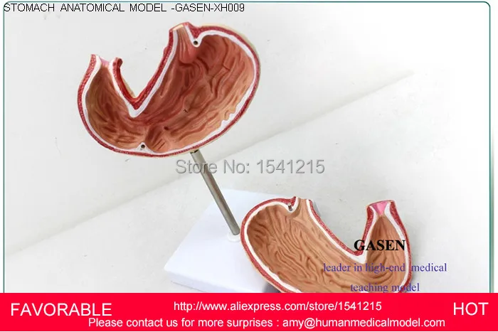 GASTRIC ANATOMY,TEACHING MEDICAL ,ANATOMICAL MODEL, GASTROINTESTINAL MODEL,STOMACH ANATOMICAL MODEL,STOMACH MODEL-GASEN-XH009
GASTRIC ANATOMY,TEACHING MEDICAL ,ANATOMICAL MODEL, GASTROINTESTINAL MODEL,STOMACH ANATOMICAL MODEL,STOMACH MODEL-GASEN-XH009