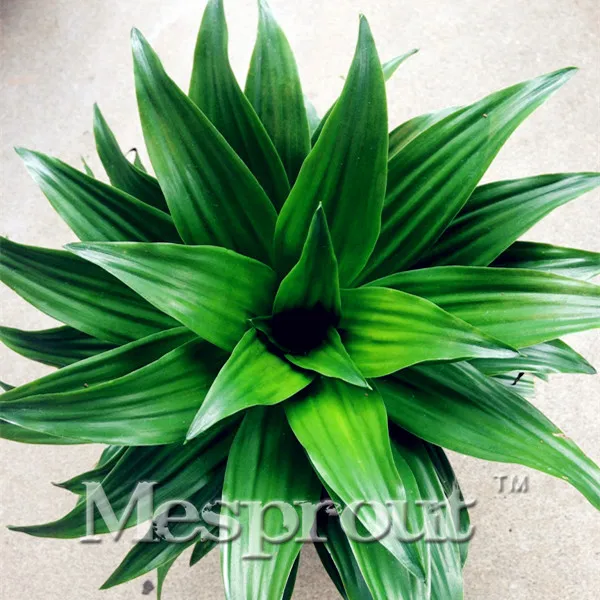 Hot Sale YyDeal!Bonsai Dracaena Deremensis 'Compacta Bonsai 10pcs Multi Colors Garden Flower Bonsai Perennial Beautifying
Hot Sale YyDeal!Bonsai Dracaena Deremensis 'Compacta Bonsai 10pcs Multi Colors Garden Flower Bonsai Perennial Beautifying