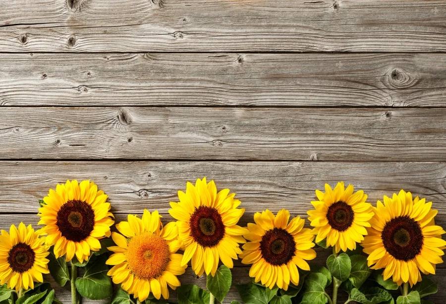 Laeacco Old Wooden Board Texture Sunflowers Baby Photography Backgrounds Customized Photographic Backdrops For Photo Studio
Laeacco Old Wooden Board Texture Sunflowers Baby Photography Backgrounds Customized Photographic Backdrops For Photo Studio