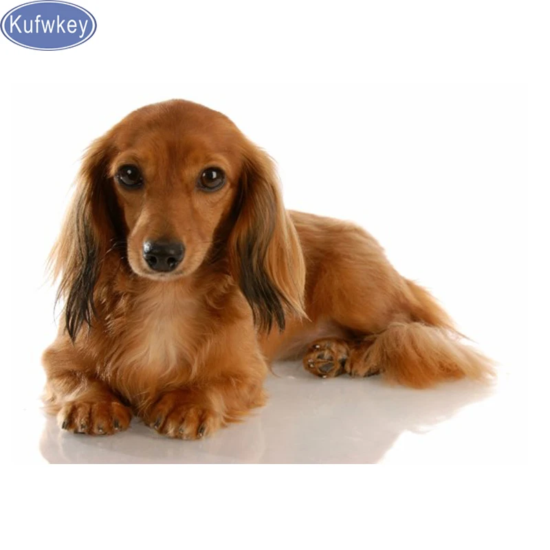 Diamond Painting Professor Dachshund dog 5D Cross-stitch diamond mosaic cute puppy pet picture Rhinestones Embroidery decoration
Diamond Painting Professor Dachshund dog 5D Cross-stitch diamond mosaic cute puppy pet picture Rhinestones Embroidery decoration