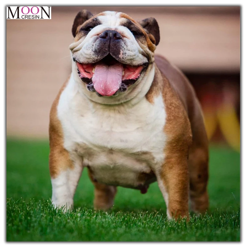 MOONCRESIN Diy Diamond Painting Cross Stitch Long Tongue Dog Diamond Mosaic Full 3D Diamond Embroidery Decoration Gift Resin Kit
MOONCRESIN Diy Diamond Painting Cross Stitch Long Tongue Dog Diamond Mosaic Full 3D Diamond Embroidery Decoration Gift Resin Kit