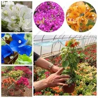New-Bonsai-Bougainvillea-Seeds-Perennial-Mini-Tree-Colorful-Bougainvillea-Flower-Home-Garden-Building-50-Pcs-Nature.jpg_200x200