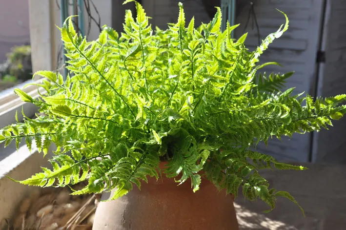 Artificial flowers Persian grass 7 fork wall hanging green leaf plant Fern leaves Persian leaf simulation flower home decor
Artificial flowers Persian grass 7 fork wall hanging green leaf plant Fern leaves Persian leaf simulation flower home decor