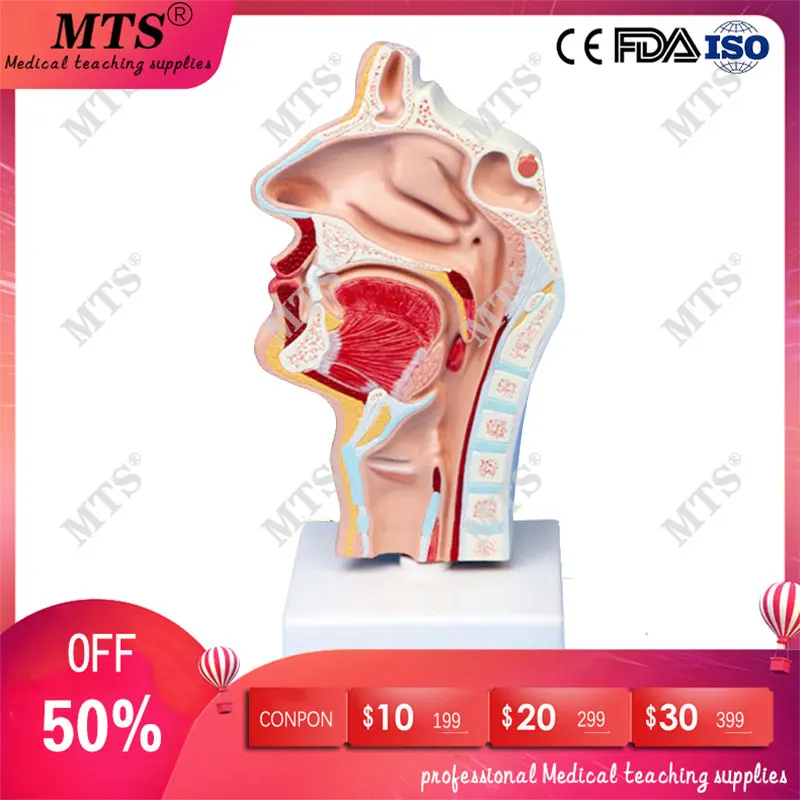 Human nasal cavity throat anatomical model throat and pharynx ENT model medical teaching
Human nasal cavity throat anatomical model throat and pharynx ENT model medical teaching