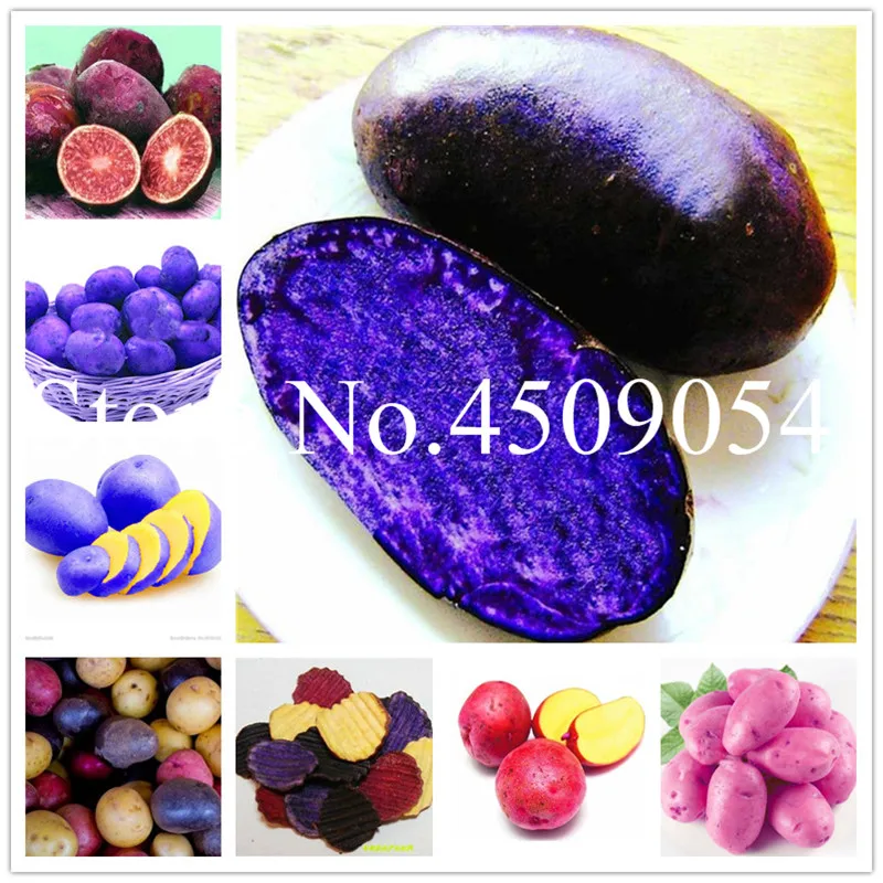Bonsai 100 pcs Purple Sweet potatoes Ipomoea batatas Delicious ingredients Organic Non-GMO Vegetable for yard&farm planting
Bonsai 100 pcs Purple Sweet potatoes Ipomoea batatas Delicious ingredients Organic Non-GMO Vegetable for yard&farm planting