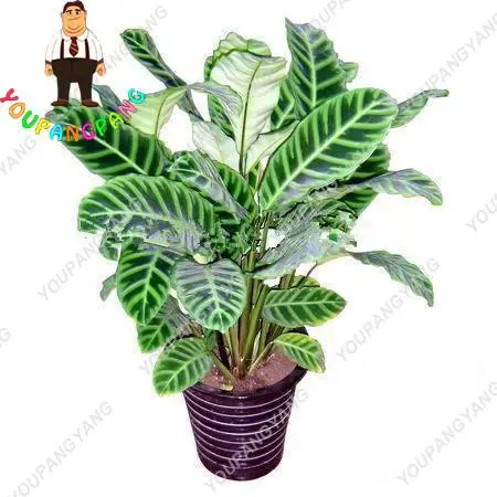 Thalia Dealbata pcs, Arrowroot Water, Purify The Air, Absorb Formaldehyde Perennial Flowers For Garden- 100 bonsai
Thalia Dealbata pcs, Arrowroot Water, Purify The Air, Absorb Formaldehyde Perennial Flowers For Garden- 100 bonsai
