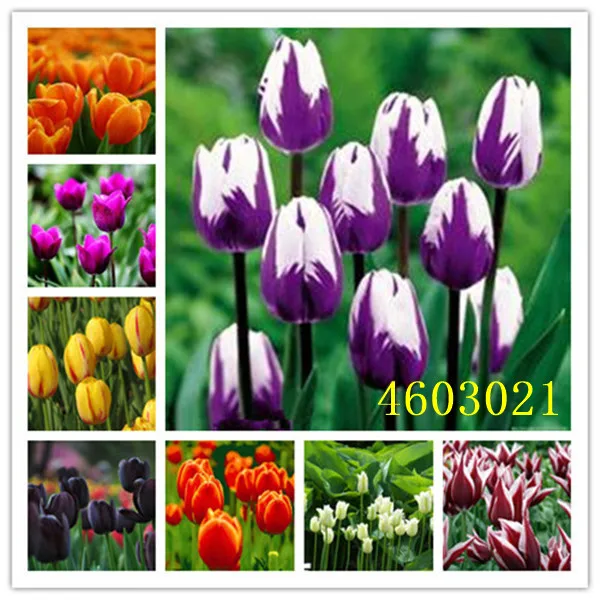 Lose money promotion 200Pcs Tulip Bonsai Tulip Flower Beautiful Tulipanes Flower Plant For Garden plants Flower Symbolizes Love
Lose money promotion 200Pcs Tulip Bonsai Tulip Flower Beautiful Tulipanes Flower Plant For Garden plants Flower Symbolizes Love