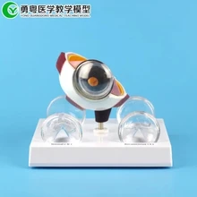 Doctor-patient communication Demonstration teaching model Human eye disease model eye pathology
Doctor-patient communication Demonstration teaching model Human eye disease model eye pathology