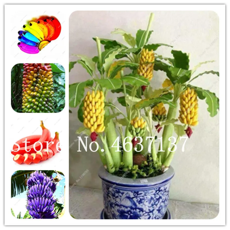 50 Pcs Dwarf Mixed Banana Bonsai Tree, Sweet Tropical Fruit Tree, Bonsai Balcony Flower for Home Planting, Germination 97% Rate
50 Pcs Dwarf Mixed Banana Bonsai Tree, Sweet Tropical Fruit Tree, Bonsai Balcony Flower for Home Planting, Germination 97% Rate