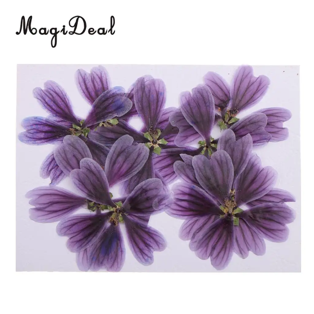 10Pcs 3-5cm Dried Pressed Flowers Althaea rosea Plant Herbarium For Jewelry Photo Frame Phone Case Craft Making Accessories
10Pcs 3-5cm Dried Pressed Flowers Althaea rosea Plant Herbarium For Jewelry Photo Frame Phone Case Craft Making Accessories